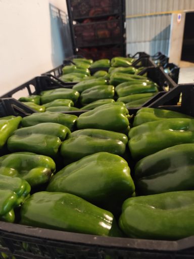 Pimientos verdes apilados en cajas en un almacén.