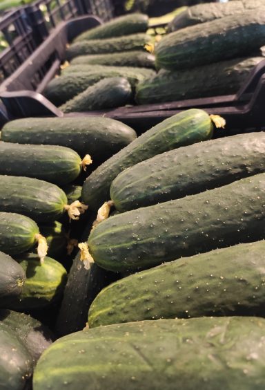 Pepinos verdes apilados en cajas de venta.