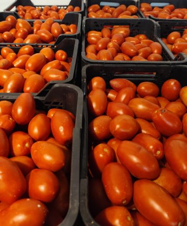 Cajas de tomates rojos dispuestas en varias filas.