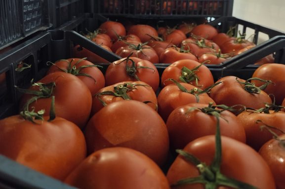 Tomates rojos y frescos apilados en cestas de plástico.