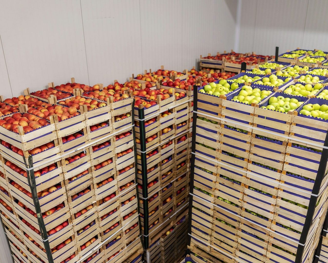 Cajones de manzanas rojas y verdes apilados en un almacén.